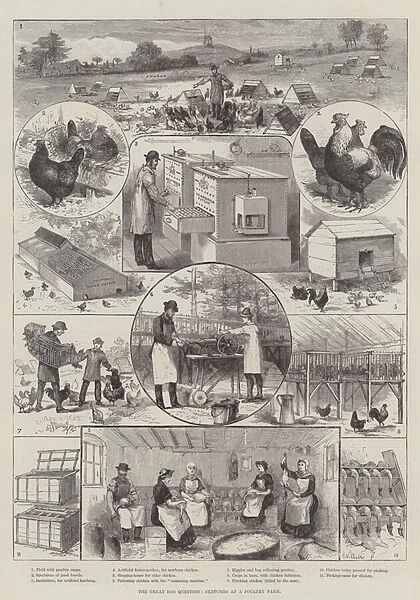 The Great Egg Question, Sketches at a Poultry Farm (engraving)
