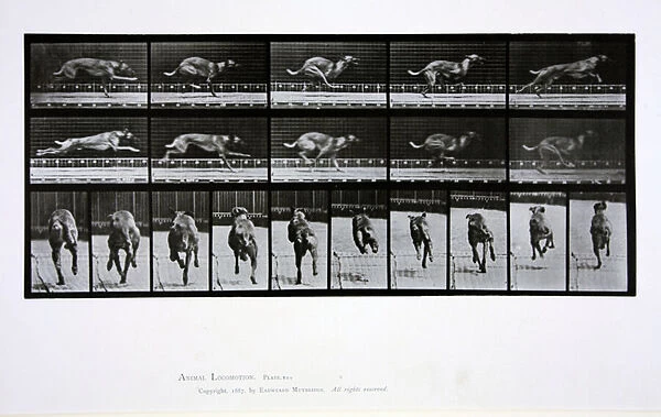 Greyhound running, plate 708 from Animal Locomotion, 1887 (b  /  w photo)