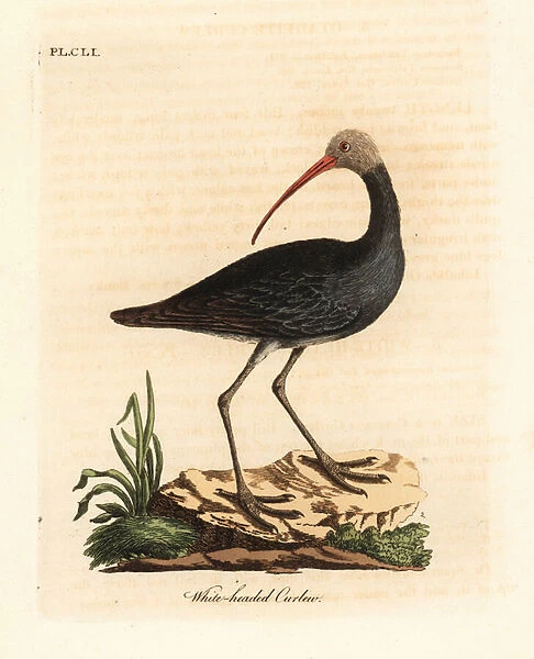 Hadada or hadeda ibis, Bostrychia hagedash? (White-headed curlew, Numenius leucocephalus