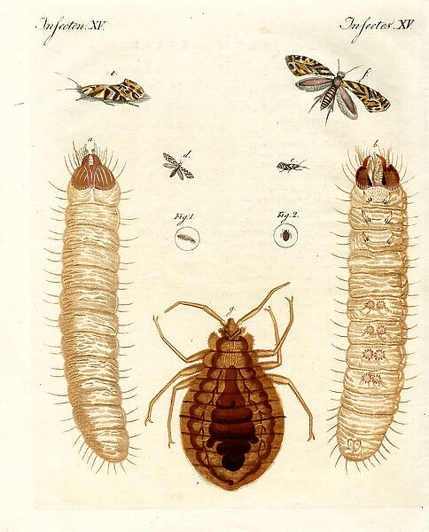 Harmful insects (coloured engraving)