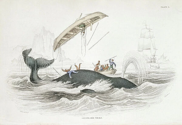 Harpooning a Greenland Whale which has tossed one of the attacking boats. From William Jardine The Naturlist's Library: On the Ordinary Cetacea, Edinburgh, 1837. Hand-coloured engraving