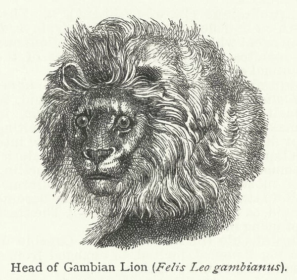 Head of Gambian Lion (Felis Leo gambianus) (engraving)
