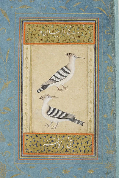 Hoopoes, c. 1590 (opaque w  /  c & gold on paper)