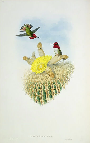 Humming Bird, engraved by Walter and Cohn (colour litho)