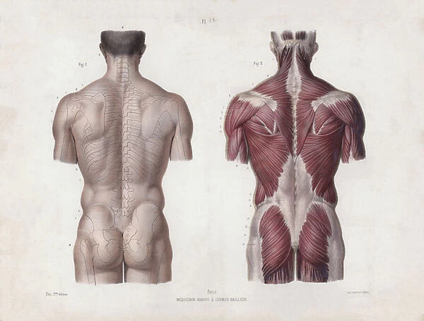 Illustration for The Anatomy of the External Forms of Man: Male torso, back view (colour litho)