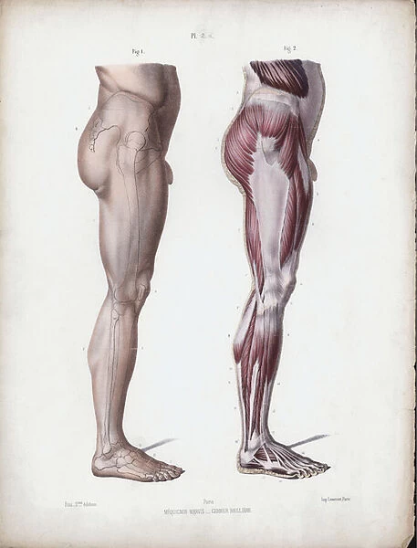 Illustration for The Anatomy of the External Forms of Man: Male leg, side view (colour litho)