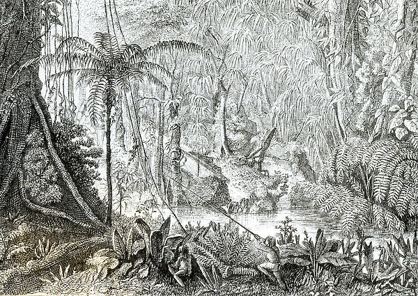 Interior of a Primeval Forest in the Amazons (engraving) (b  /  w photo)