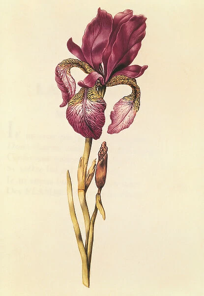 Iris, from La Guirlande de Julie, c. 1642 (w  /  c on vellum)