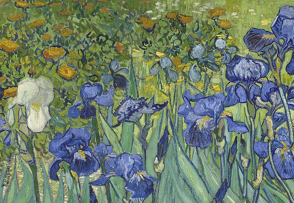 Irises, 1889 (oil on canvas) (detail of 40070)