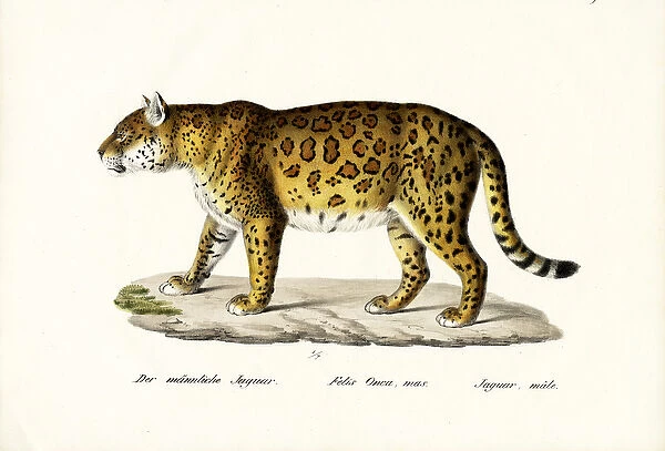 Jaguar, 1824 (colour litho)