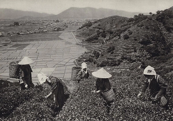 Japan in 1920s: Tea harvest (b  /  w photo)