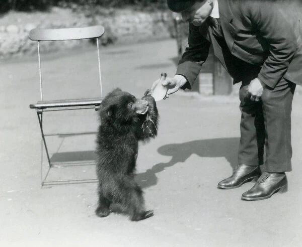 Keeper Harry Warwick bottle feeds a Sloth Bear cub at London Zoo, August 1921 (b  /  w photo)