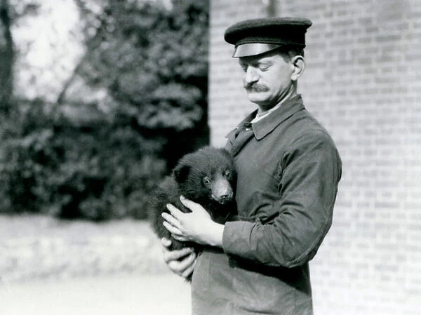 A Keeper holds a Sloth Bear cub at London Zoo, August 1921 (b  /  w photo)