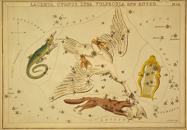 Lacerta, Cygnus, Lyra, Vulpecula and Anser, Illustration from Uranias Mirror, 1825 (etching)