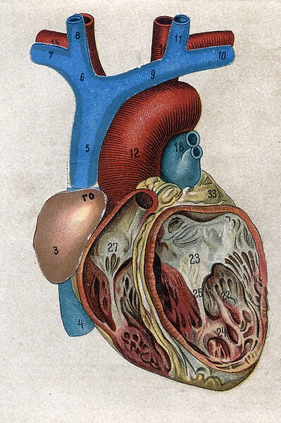 Le coeur. in 'The new natural medication'by F. E. Bilz. 1898