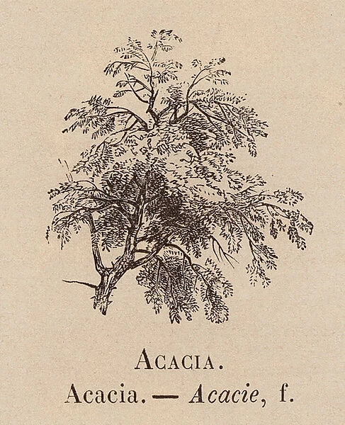 Le Vocabulaire Illustre: Acacia; Acacie (engraving)