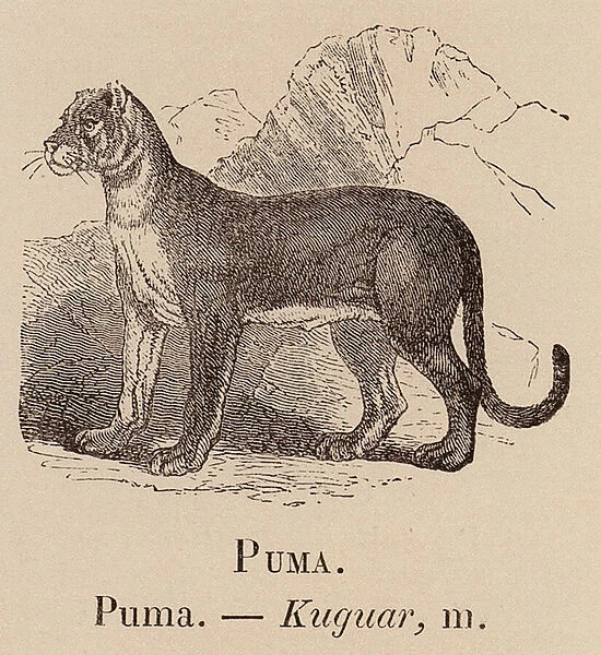 Le Vocabulaire Illustre: Puma; Kuguar (engraving)