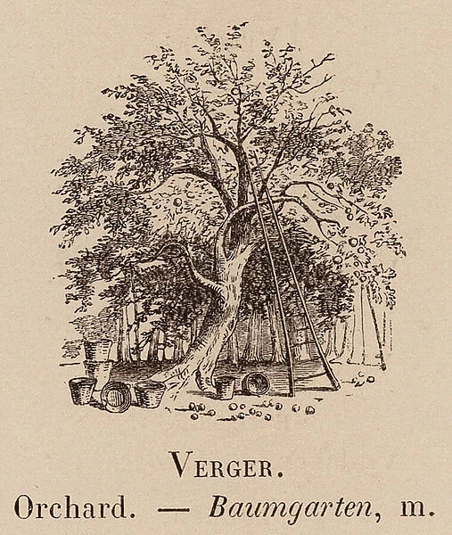 Le Vocabulaire Illustre: Verger; Orchard; Baumgarten (engraving)