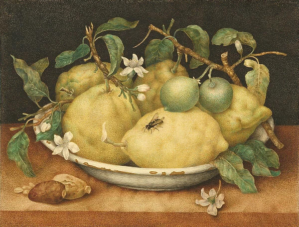 Still Life with a Bowl of Citrons, c. 1640 (tempera on vellum)