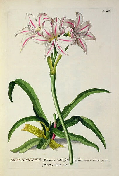 Lilio-Narcissus, Africanus, from Plantae Selectae by Christoph Jakob Trew (1695-1769)