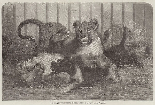 Lion Cubs, in the Gardens of the Zoological Society, Regent s-Park (engraving)