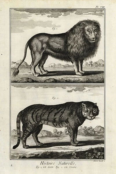 Lion and tiger, endangered. 1774 (engraving)