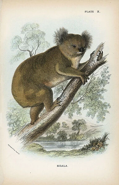 Koala. LLM459386 Koala by English School, (19th century); Private Collection; (add.info.