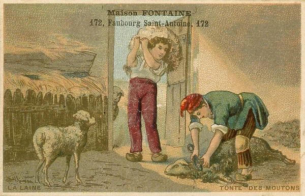 Maison Fontaine trade card, sheep shearing (chromolitho)