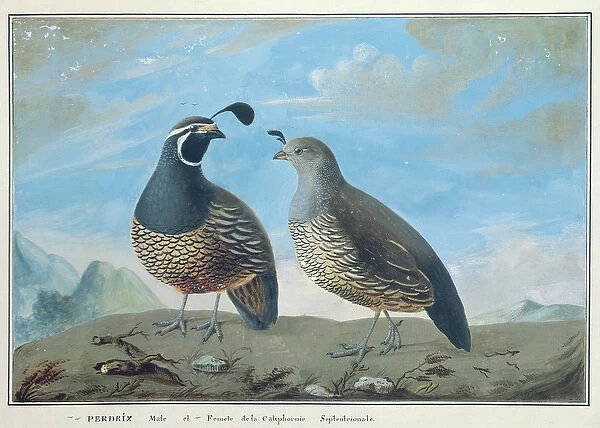 Male and Female Californian Partridge, from Voyage de La Perouse (gouache