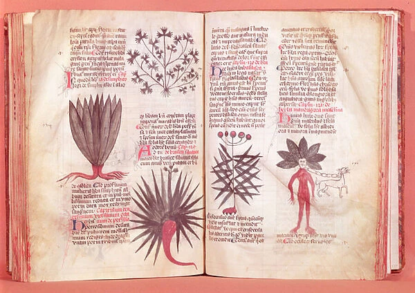 Mandrake, from a treaty by Dioscorides (AD 40-c. 90) (vellum)