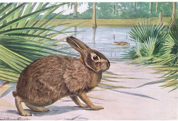 Marsh Rabbit-slow on land but swims fast with spread toes