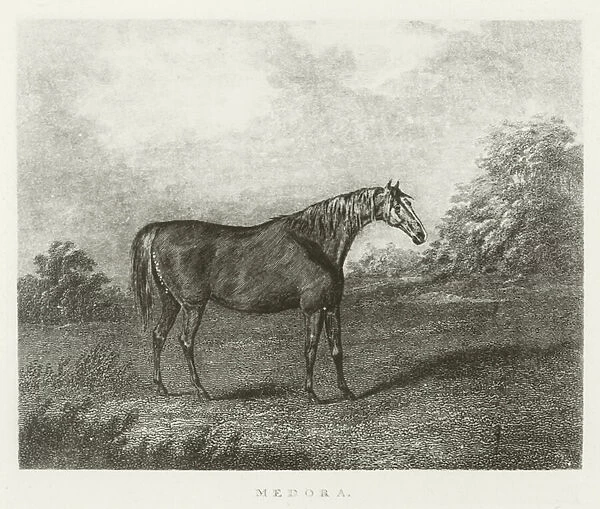 Medora, foaled 1811 (b  /  w photo)