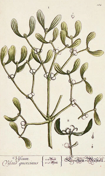 Mistletoe from A Curious Herbal, 1782 (coloured engraving)