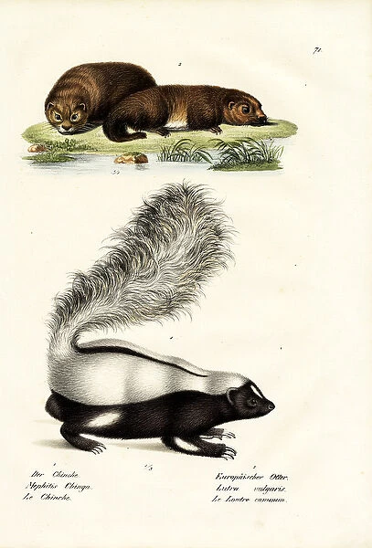 Molinas Hog-Nosed Skunk, 1824 (colour litho)