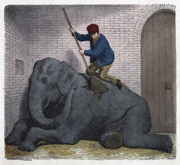 The morning toilet of the Lilli elephant. In 'Wenn Jemand eine Reise thut