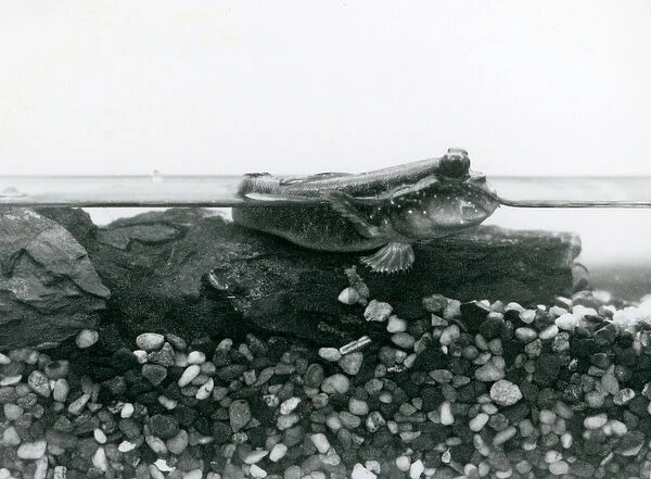 A Mudskipper, resting on submerged rocks, with its eyes above water, London Zoo