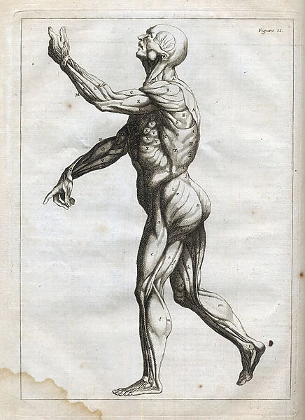 Muscles humains - engraving in 'Abstract Anatomy