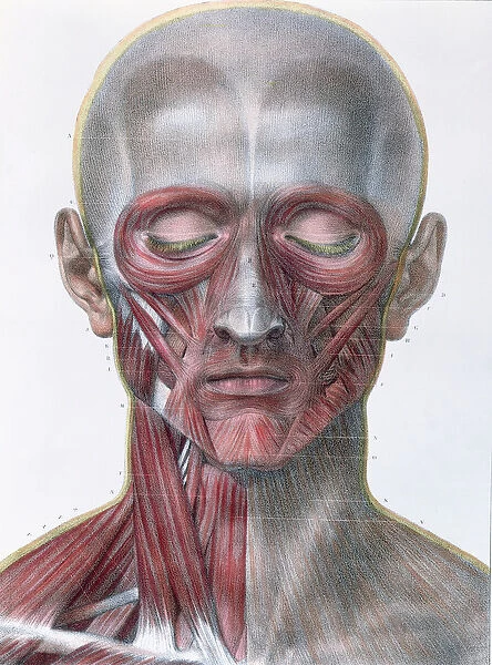 Musculature of the face, plate from Traite Complet de l Anatomie de l