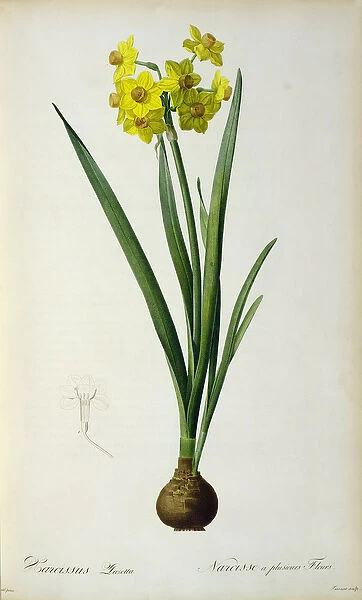 Narcissus Lazetta, from Plantae Selectae by Christoph Jakob Trew (1695-1769)