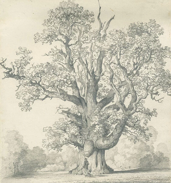 Needwood - Swilcar Oak: pencil drawing, nd [?19th cent] (drawing)