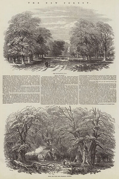 The New Forest (engraving)
