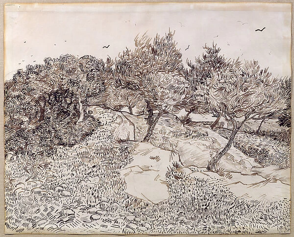 The Olive Trees (pen & ink on paper)