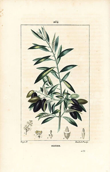 Olivier - Olive tree, Olea europaea, with leaf, branch, fruit and seed. Handcoloured stipple copperplate engraving by Lambert Junior from a drawing by Pierre Jean-Francois Turpin from Chaumeton