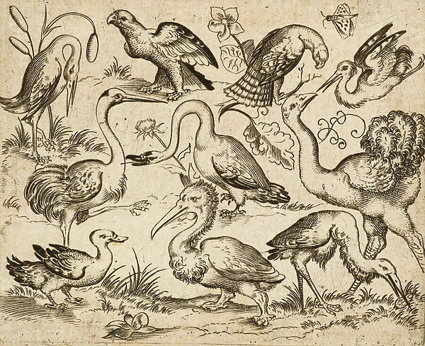 Ostrich on left side with nine other birds, including a heron and a pelican, depicted on a minimal ground with patches of foliage around some of the birds, from Douce Ornament Prints Album I, after 1557 (engraving and etching on laid paper)