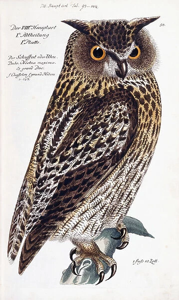 Owl, 1733-1763 (hand-coloured engraving)