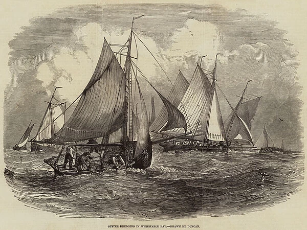 Oyster dredging in Whitstable Bay (engraving)