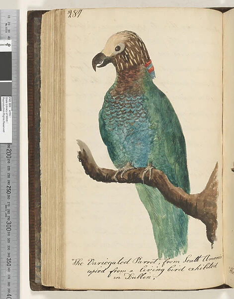 Page 287. The Variegated Parrot, from South America, copied from a living bird exhibited in Dublin, , 1810-17 (w  /  c & manuscript text)