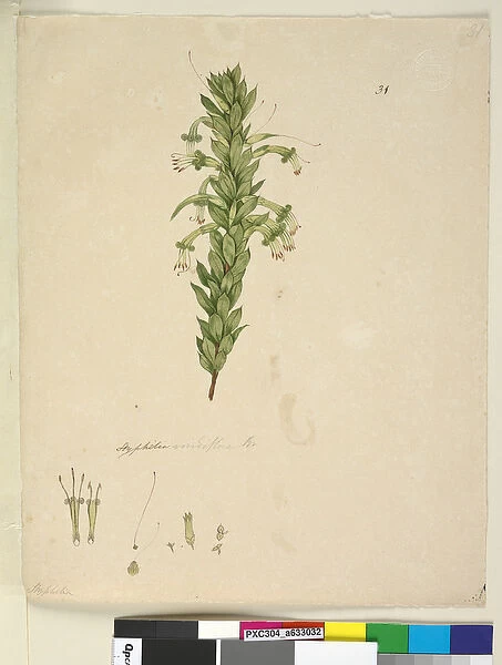 Page 31. Styphelia viridiflora, c. 1803-06 (w  /  c, pen, ink and pencil)