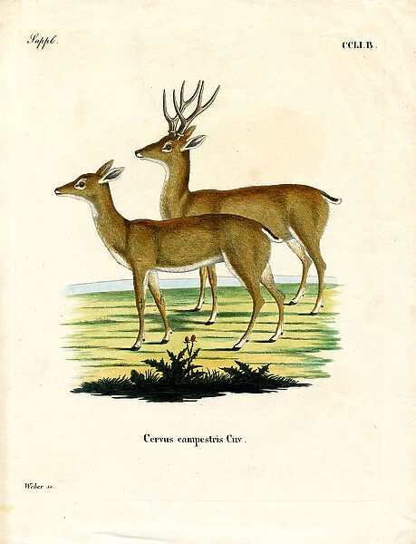 Pampas Deer (coloured engraving)