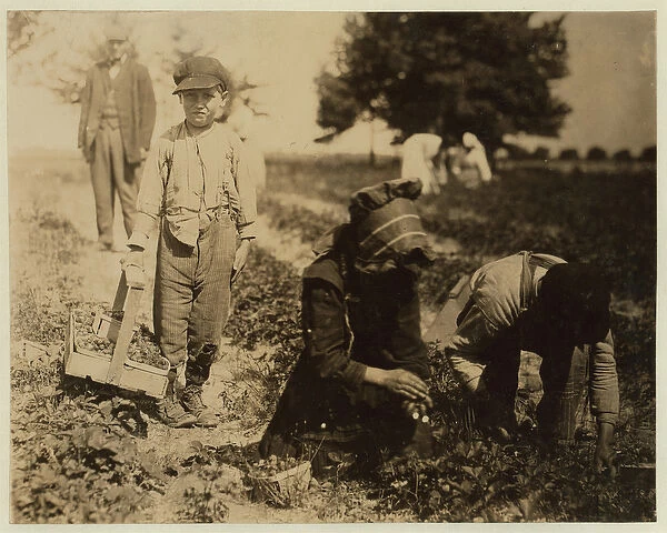 Pete Trombetta, aged 10, picking berries for a 6th season with his sister Mary, 11